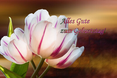 geburtstag-grusskarte-alles-gute-tulpen (mjpics.de).jpg